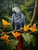 5D Diamond Painting Grey Jungle Parrot Kit