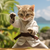 5D Diamond Painting Kung Fu Kitty Kit