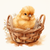 5D Diamond Painting Chick in a Basket Kit