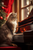 5D Diamond Painting Fluffy Cat on a Piano Kit