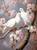 5D Diamond Painting Pink Blossom Doves Kit