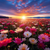 5D Diamond Painting Sea of Flowers Sunset Kit