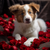5D Diamond Painting Puppy in Red Roses Kit