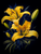 5D Diamond Painting Two Yellow Lilies Kit