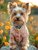 5D Diamond Painting Tan Sweater Yorkie Kit