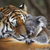 5D Diamond Painting Sleeping Koala and Tiger Kit