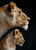 5D Diamond Painting Side Profile Lion and Cub Kit