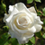 5D Diamond Painting White Rose and Leaves Kit