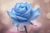 5D Diamond Painting Light Blue Rose with Drops Kit