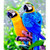 5D Diamond Painting Two Parrots Kit