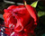 5D Diamond Painting Red Rose Water Kit