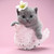5D Diamond Painting Little Gray Kitten Kit