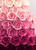 5D Diamond Painting Shades of Pink Roses Kit