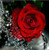 5D Diamond Painting Red Roses and Rain Drops Kit