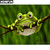 5D Diamond Painting Tree Frog Kit