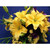 5D Diamond Painting Yellow Star Lilly Kit