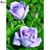 5D Diamond Painting Two Lavender Roses Kit