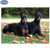 5D Diamond Painting Two Doberman Kit