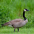 5D Diamond Painting Canadian Goose in the Grass Kit