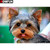 5D Diamond Painting Cute Little Yorkie Kit