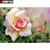 5D Diamond Painting Pink Rose and Rosebud Kit