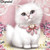 5D Diamond Painting Fluffy White Kitten and Pink Bow Kit