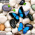 5D Diamond Painting Blue Butterflies and White Rocks Kit