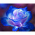 5D Diamond Painting Blue and White Rose Kit