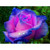 5D Diamond Painting Blue and Pink Rose Kit