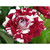 5D Diamond Painting Red and White Rose Kit