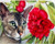 5D Diamond Painting Cat and a Red Flower Kit