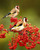 5D Diamond Painting Two Birds in the Red Berries Kit