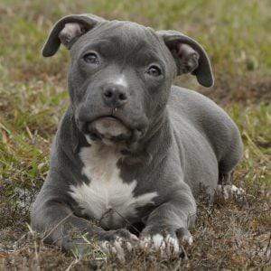 all grey pitbull puppies