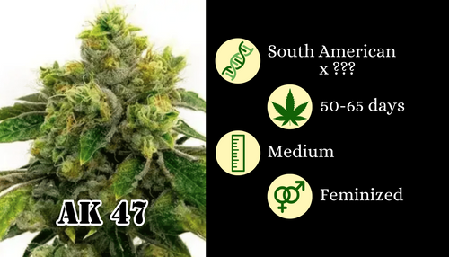 AK-47 - Fem