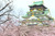 Kukicha Shiro Osaka
