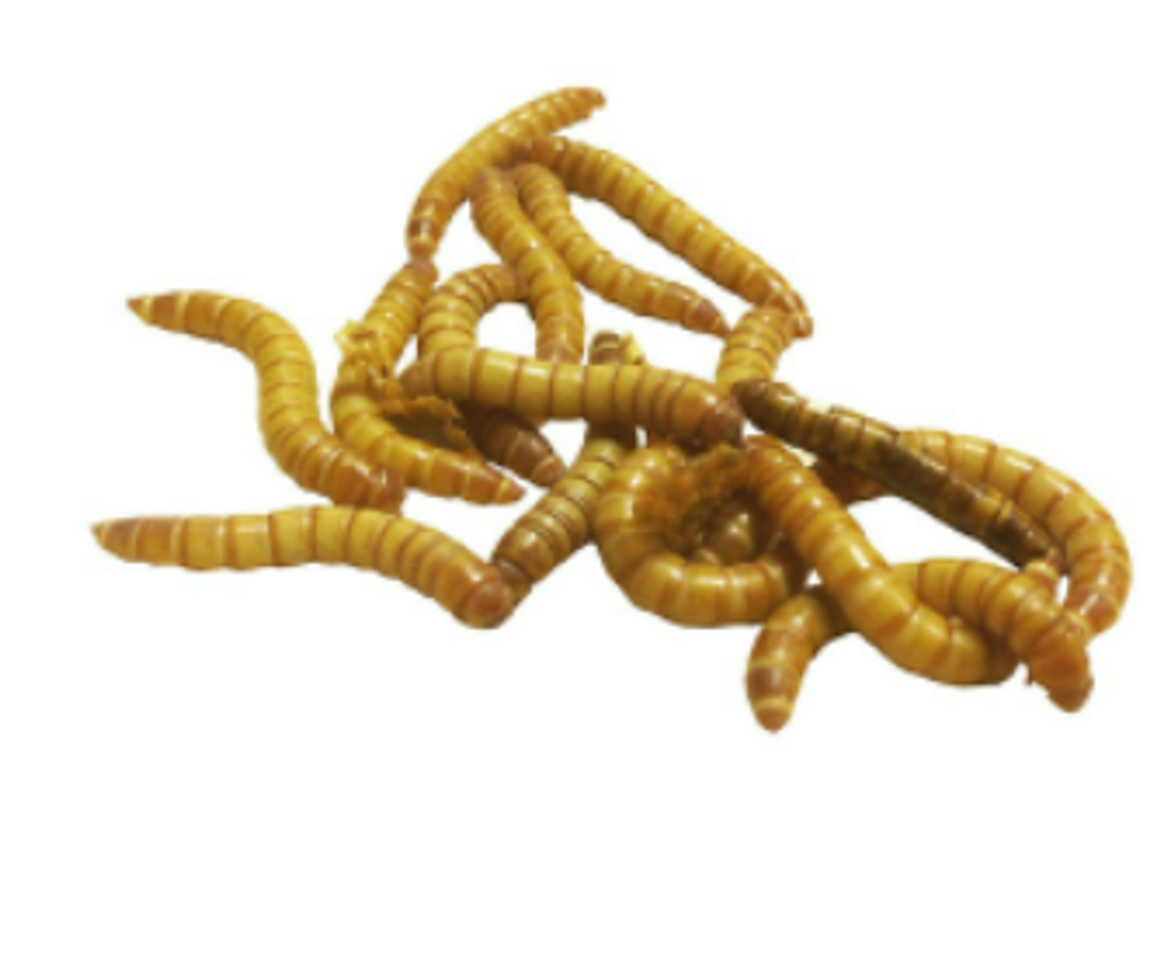 Misc Live Crickets each - Feeders Pet Supply