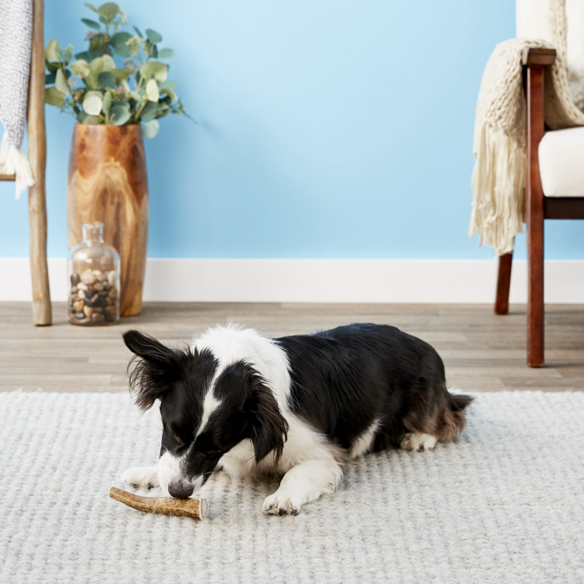 kong wild whole elk antler dog chew