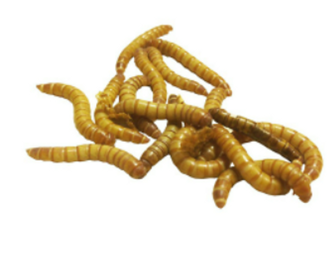 Misc Live Giant Mealworms Feeders Pet Supply