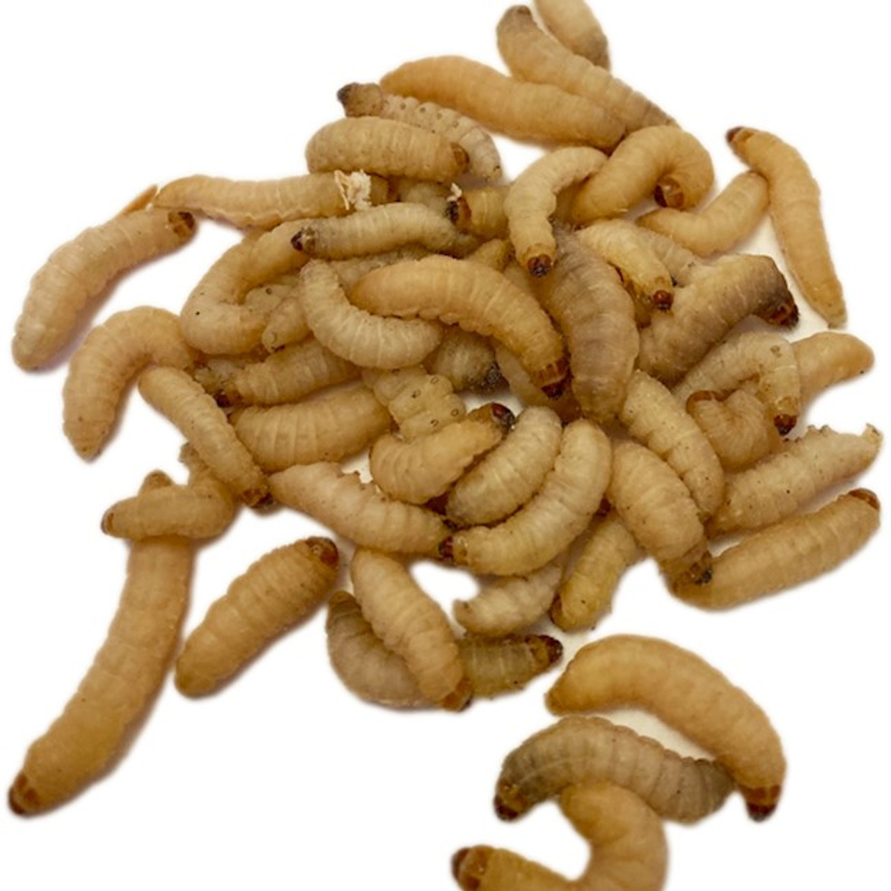 TIMBERLINE LIVE- WAX WORMS- EACH - Rhonda's Aviary