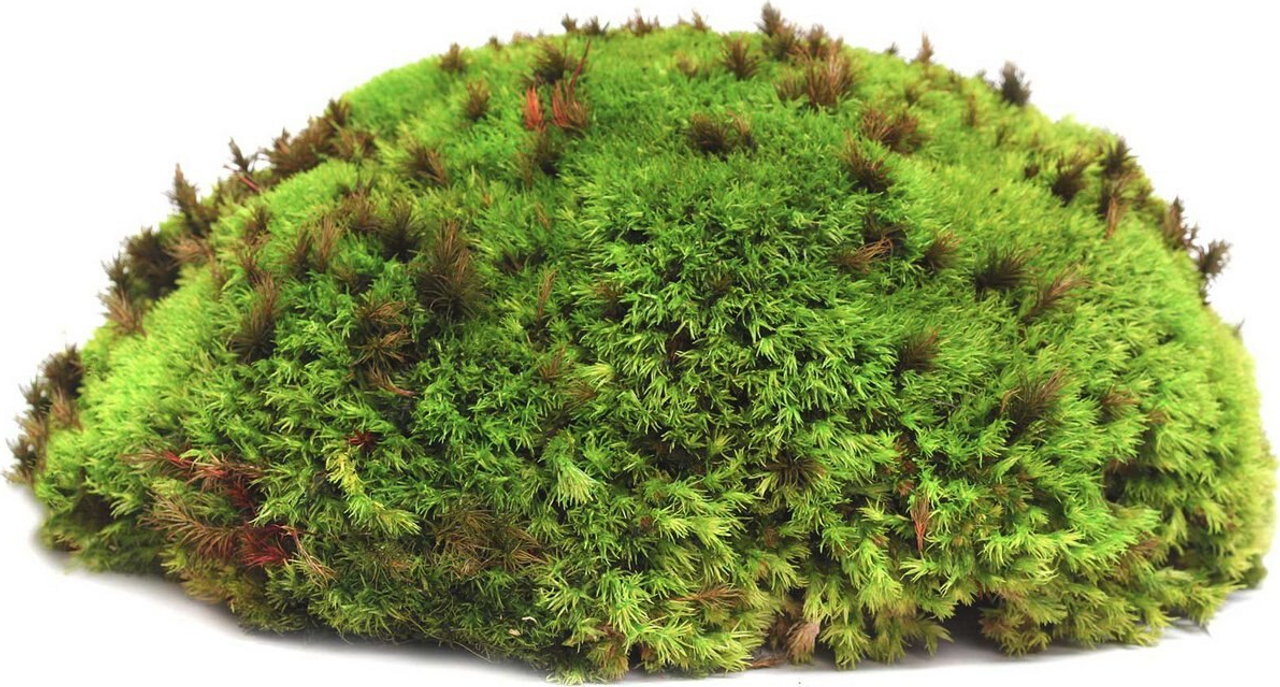 Galapagos Royal Pillow Moss for Tropical Forest Tanks 