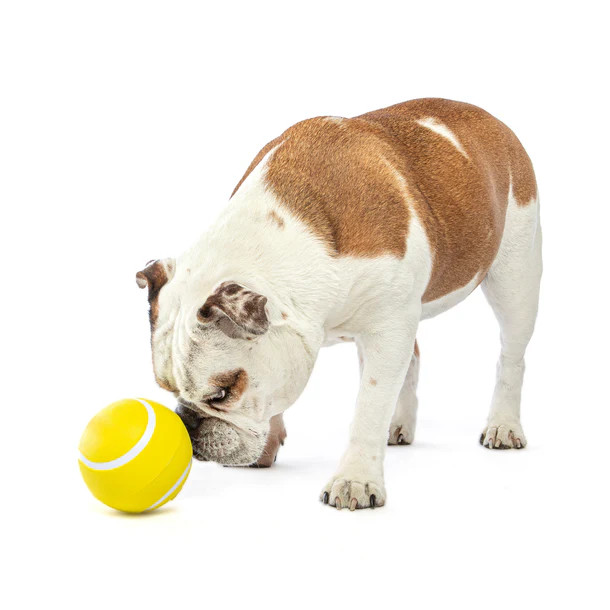 Lamvpiny Giggling Teeth Cleaning Toy Hundespielzeug Quietschend Plsch   Gelb + Blau Fr Kleine & Groe Hunde