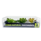 Komodo Succulent Terrarium Plant Reptile Decor 3 pk