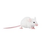 Rodent Pro Frozen Mice Reptile Food