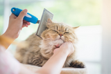 Guide to Grooming Cats: Bathing, Brushing & Nail Trimming