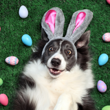 Build Your Pet's Easter Basket