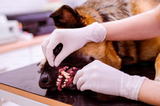 Unveiling The Smile: The Importance of Pet Dental Health