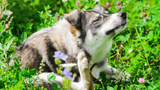 Navigating Your Pet’s Seasonal Allergies