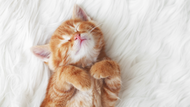 Kitten Starter Kit: Must-Have Supplies for Your New Furry Friend