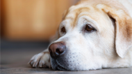 ​Spotting Depression in Dogs: Symptoms and Solutions