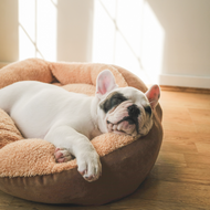 ​Knowing When It's Time to Replace Your Pet Essentials